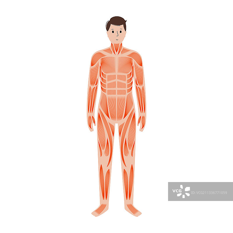 人类肌肉系统图片素材