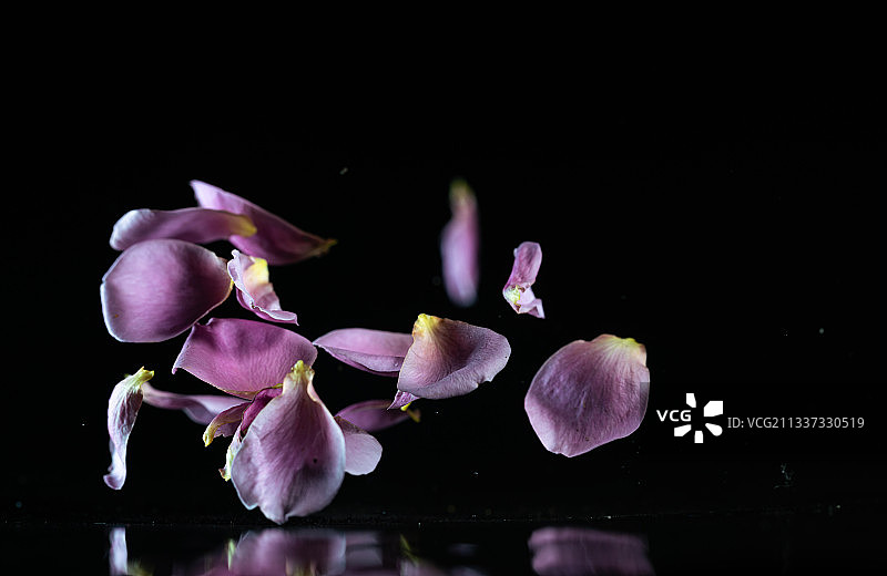跳动的紫色玫瑰花瓣棚拍创意广告素材图片素材