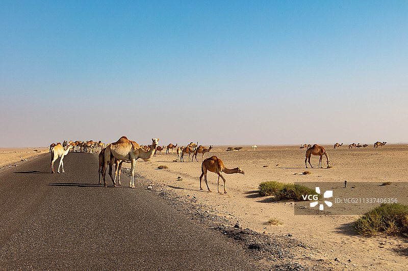 埃及的野生骆驼图片素材