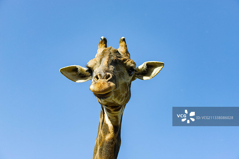 低角度的长颈鹿对清澈的蓝色天空图片素材
