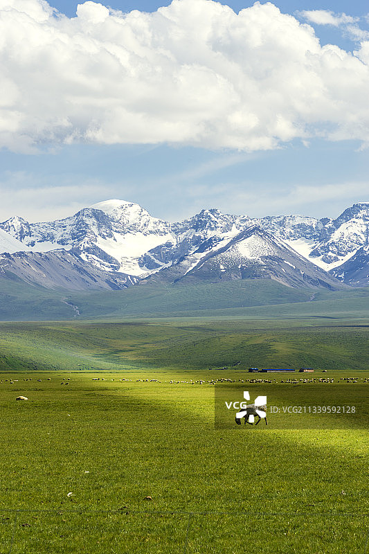 夏季新疆伊犁巴音布鲁克草原牧场图片素材
