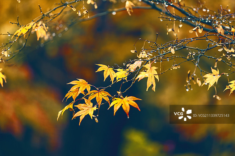 日本石川金泽枫树叶子的特写图片素材