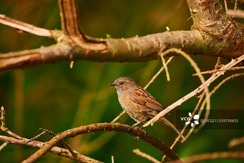 鸣禽雀形目热带鸟栖息在树枝上的特写，北安普顿，英国，英国图片素材