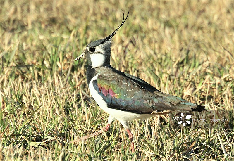 啄木鸟栖息在草地上的特写，费拉特，芬兰图片素材
