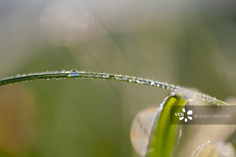 草地上水滴的特写镜头图片素材