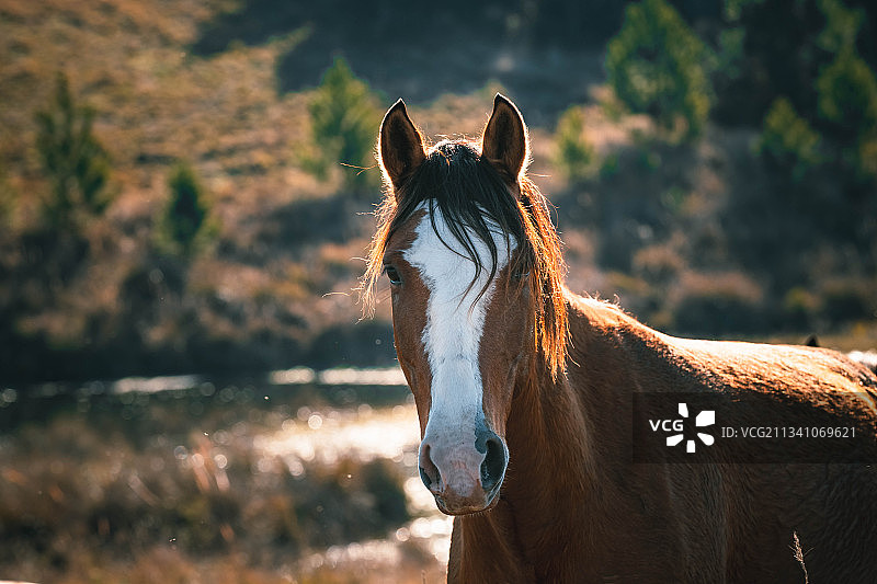纯种马的肖像站在田野上，乌拉圭图片素材