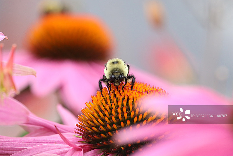 粉红色花朵上昆虫的特写镜头图片素材