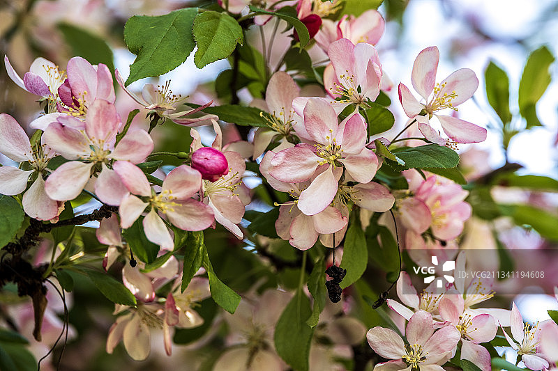 美国加利福尼亚州伍德赛德，春天粉红樱花的特写图片素材