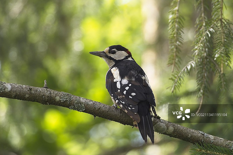 德国，栖息在树枝上的热带啄木鸟的特写镜头图片素材