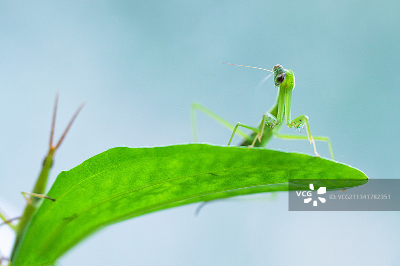 昆虫摄影    螳螂图片素材