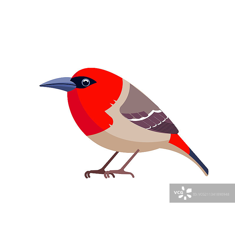 毛里求斯红头鸟佛帝佛帝是一种罕见的鸟图片素材