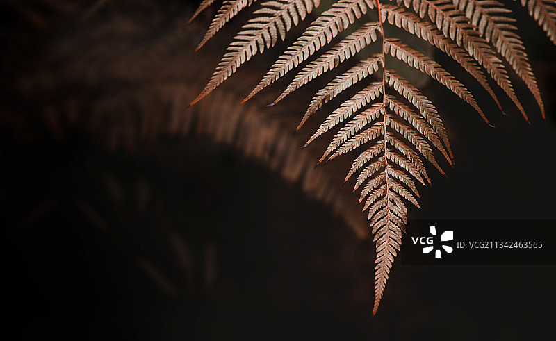 棕榈树叶子的特写镜头图片素材