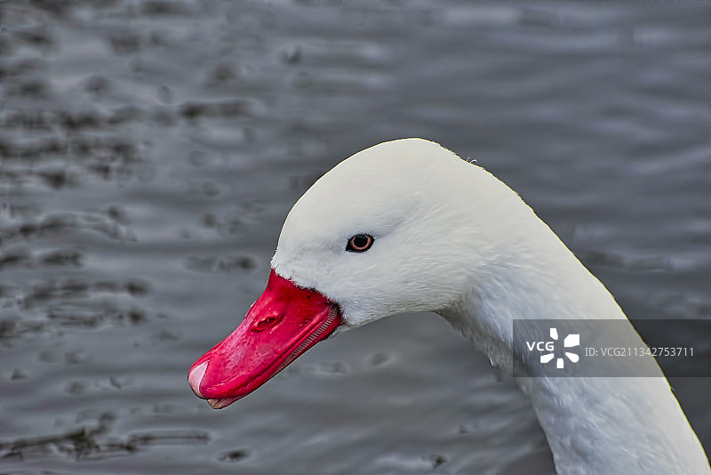 英国，Burscough桥，疣鼻天鹅在湖中游泳的特写镜头图片素材