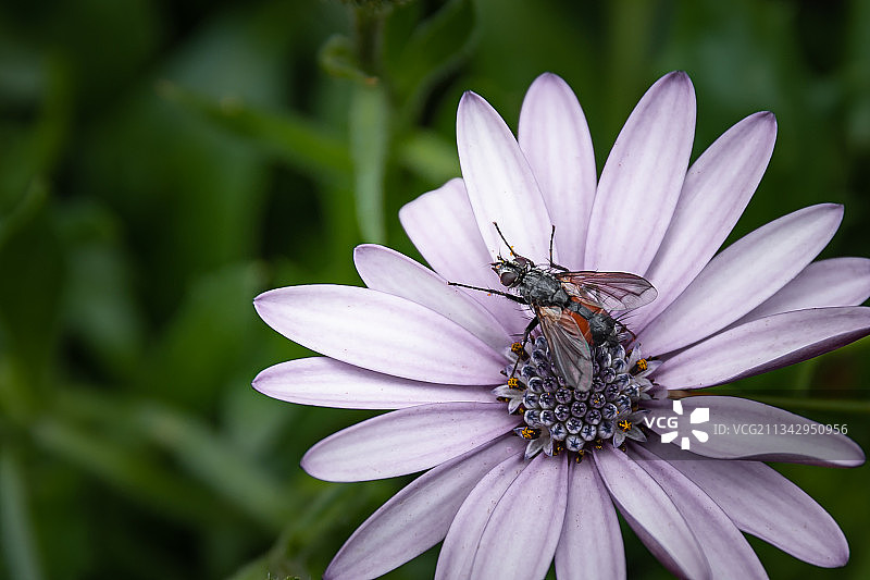 昆虫在花上的特写镜头图片素材