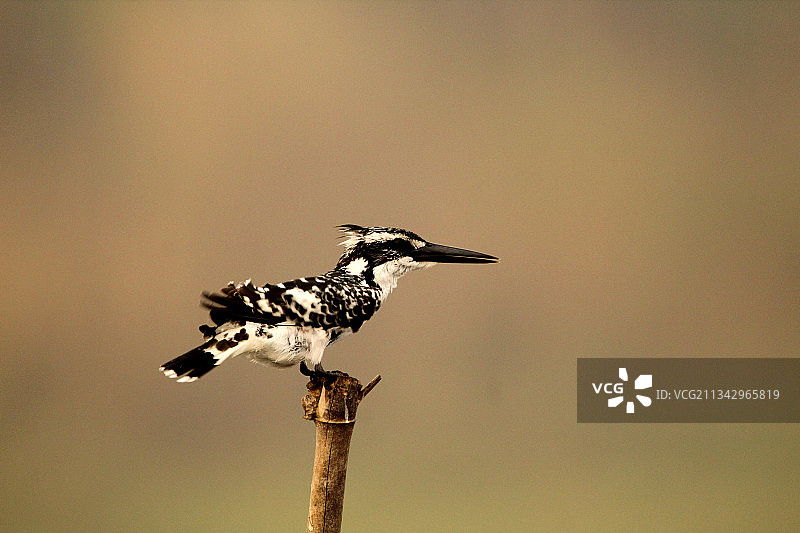 特写翠鸟栖息在树枝上，Purbasthali，西孟加拉邦，印度图片素材