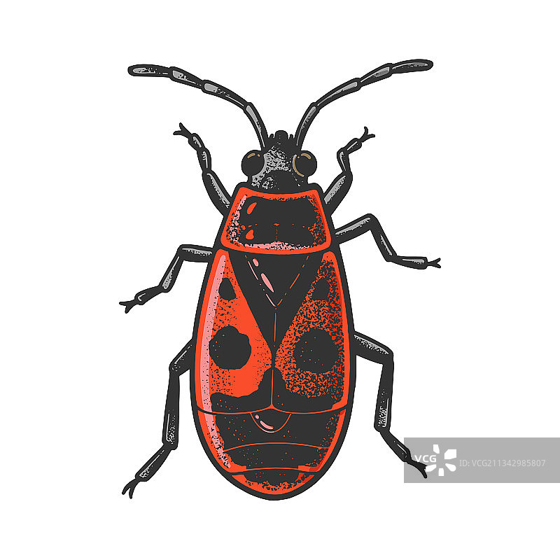 萤火虫甲虫甲虫素描图片素材
