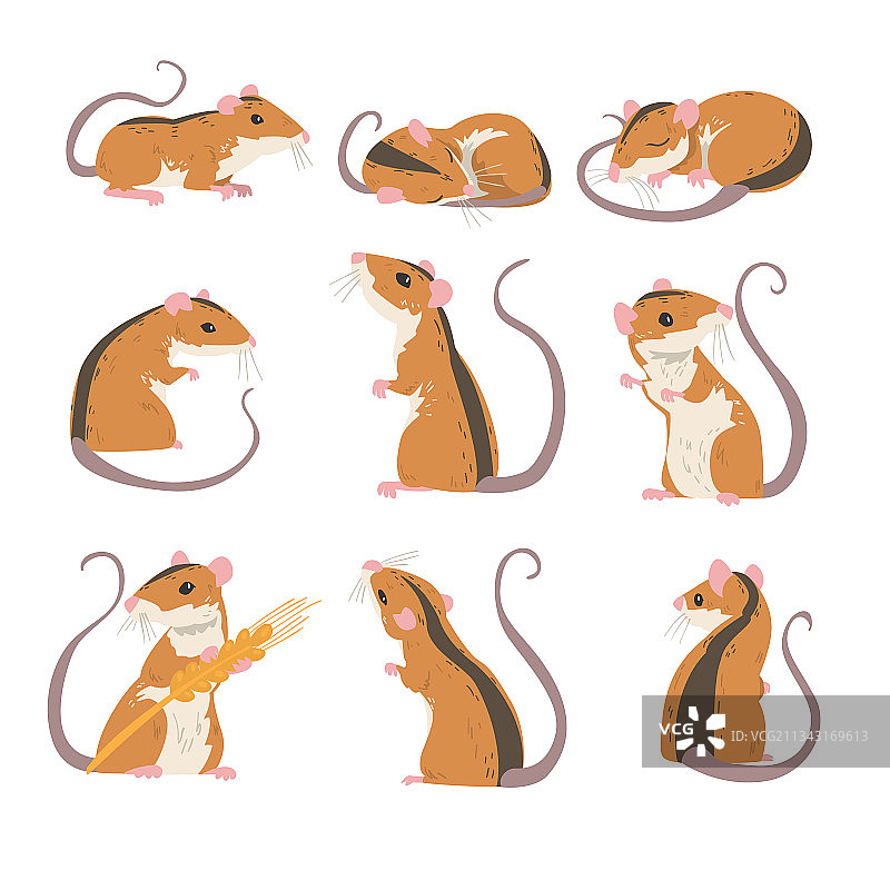 田鼠是一种小型啮齿类动物，有长长的尾巴图片素材