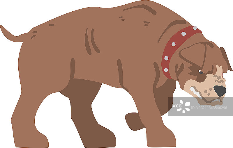 大的有攻击性的棕色狗在皮革项圈图片素材