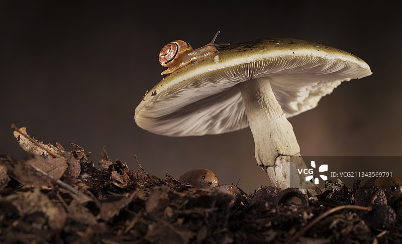 法国蘑菇上的蜗牛特写图片素材