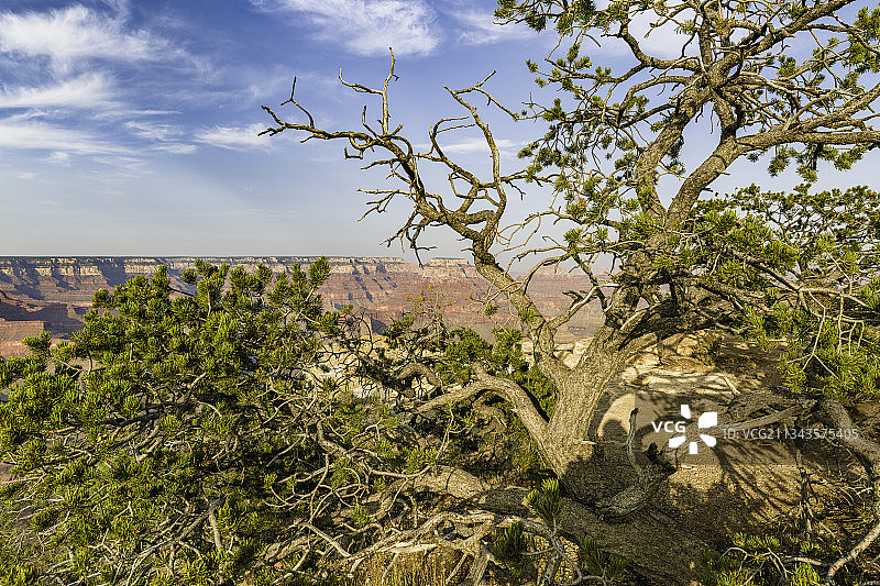 树木和植物对天空，亚利桑那州，美国，美国图片素材