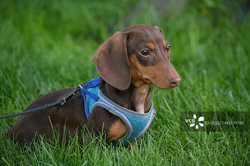 达克斯狗坐在草地上看向别处的特写镜头图片素材