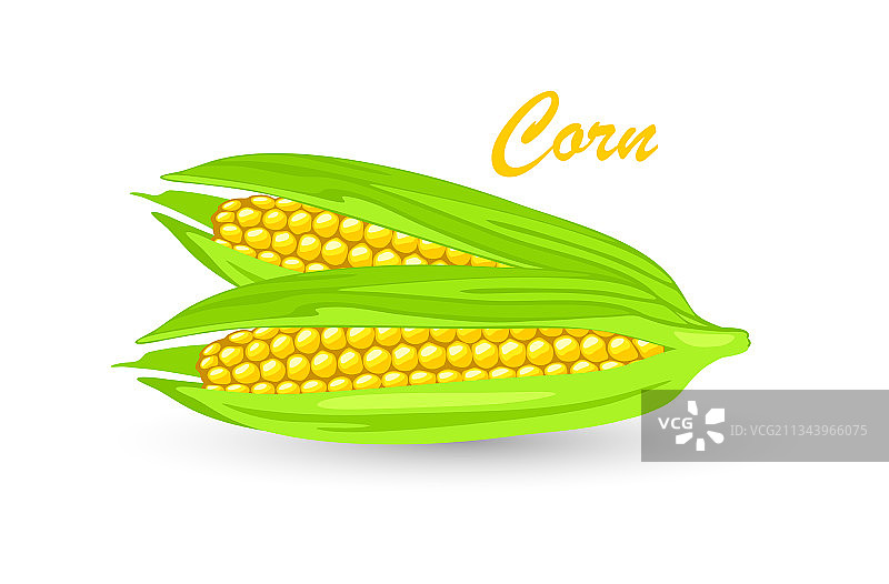 两个有黄色玉米粒的成熟玉米或玉米芯图片素材