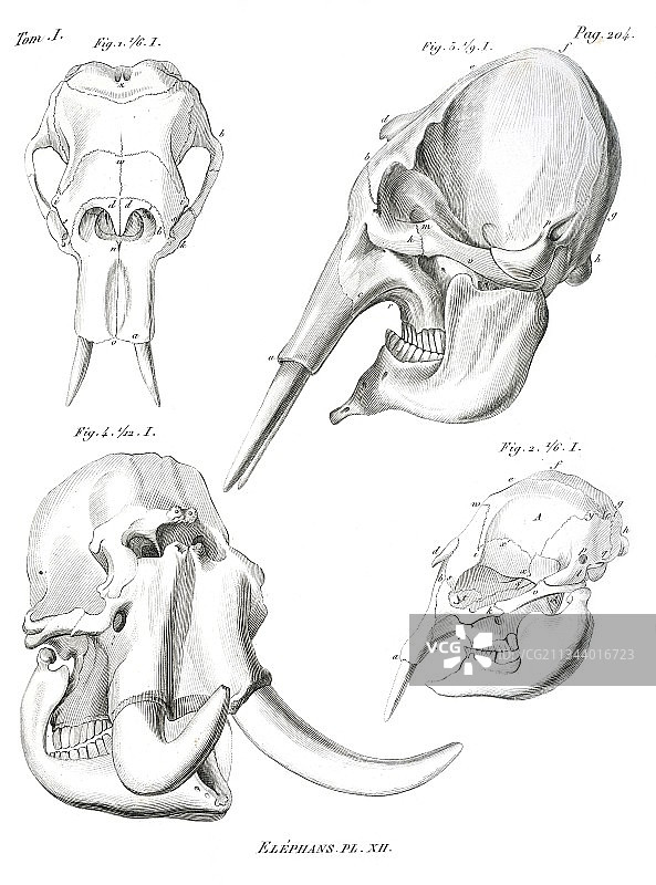 大象头骨，19世纪图片素材