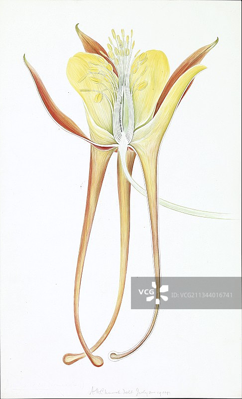 耧斗菜(Aquilegia sp，)，艺术品图片素材