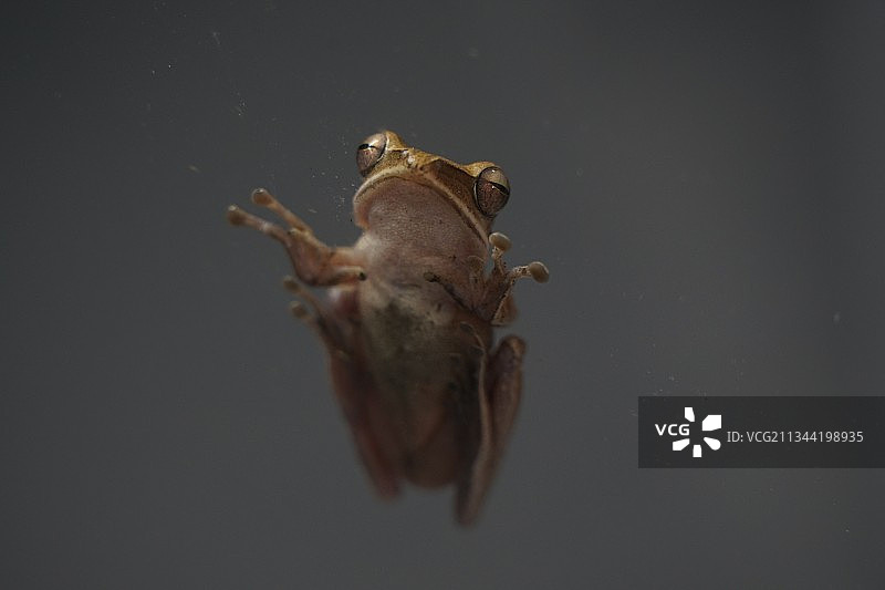 马来西亚湖上树蛙的特写镜头图片素材