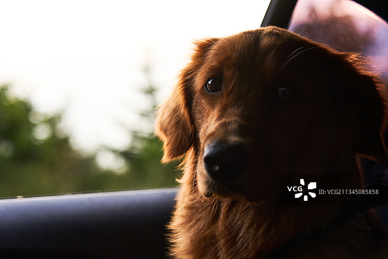 宠物狗坐在汽车后座向外望图片素材