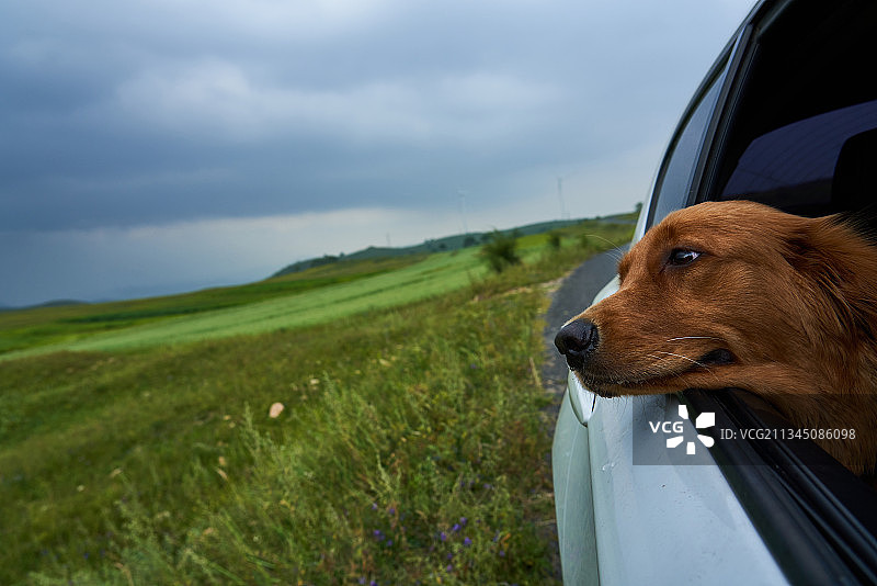 宠物狗趴在汽车车窗上向外看图片素材