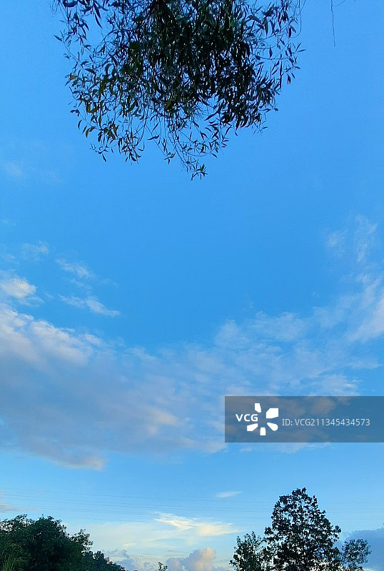 树木在蓝天下的低角度视图图片素材