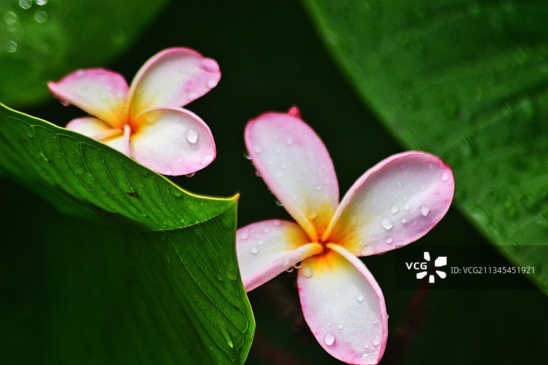 特写的湿粉红色开花植物图片素材