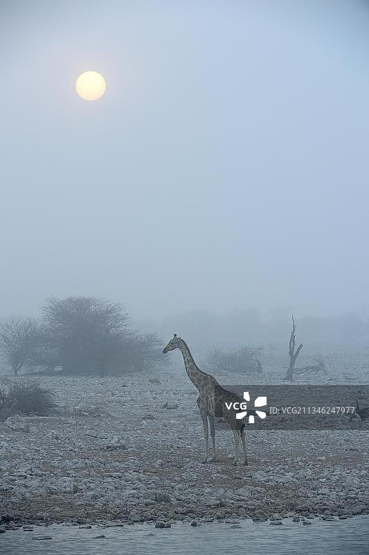 安哥拉长颈鹿(长颈鹿camelopardalis angolensis)在水坑，Okaukuejo，旱季，Etosha国家公园，纳米比亚，非洲图片素材