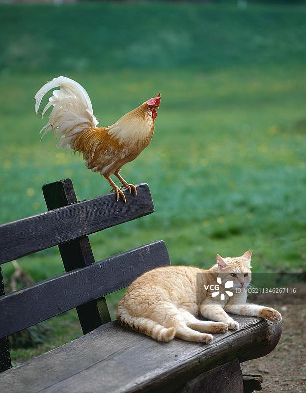 家鸡和猫在长凳上，家鸡，公鸡图片素材