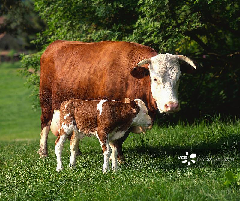 腹地牛，牛带小牛，德国，欧洲图片素材