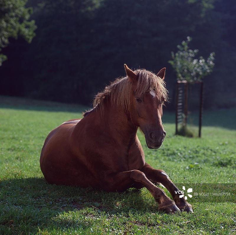 马在休息，休息的马图片素材