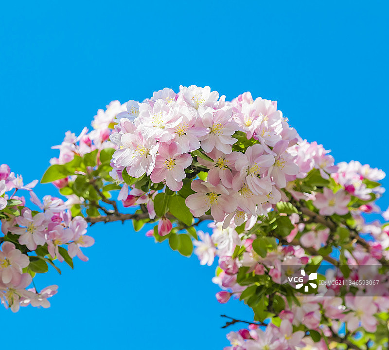 蓝天映衬下的海棠花开图片素材