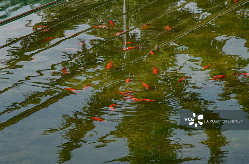 锦鲤在池塘里游泳的高角度视角图片素材