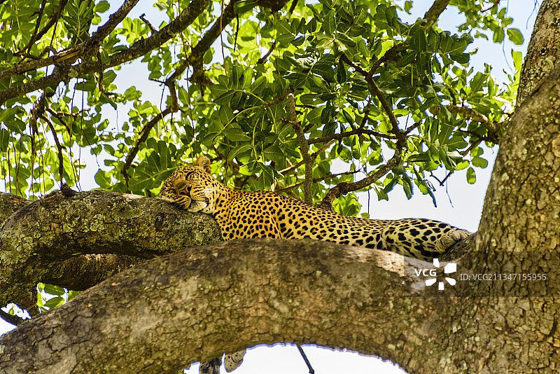 非洲肯尼亚马赛马拉的野生豹子图片素材