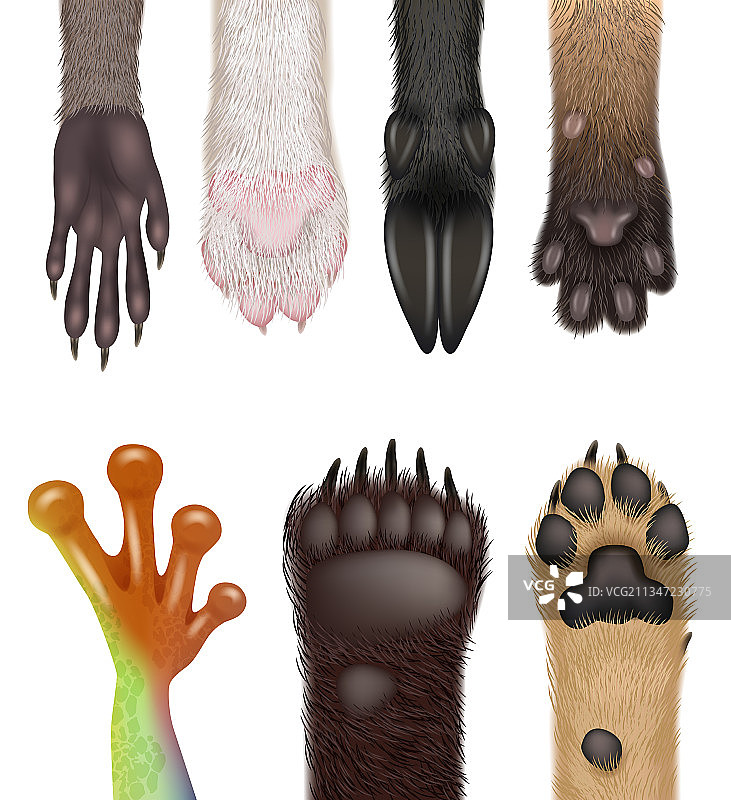 动物爪子逼真的野生动物身体部位狗图片素材