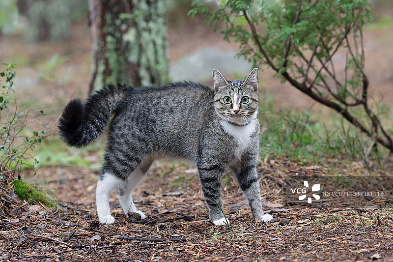 俄罗斯，猫站在田野上的肖像图片素材