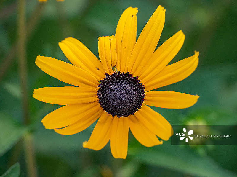 美国哈里森堡州立公园，黄花的特写图片素材