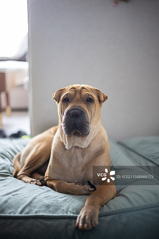 纯种斗牛犬的肖像在家里的床上放松图片素材