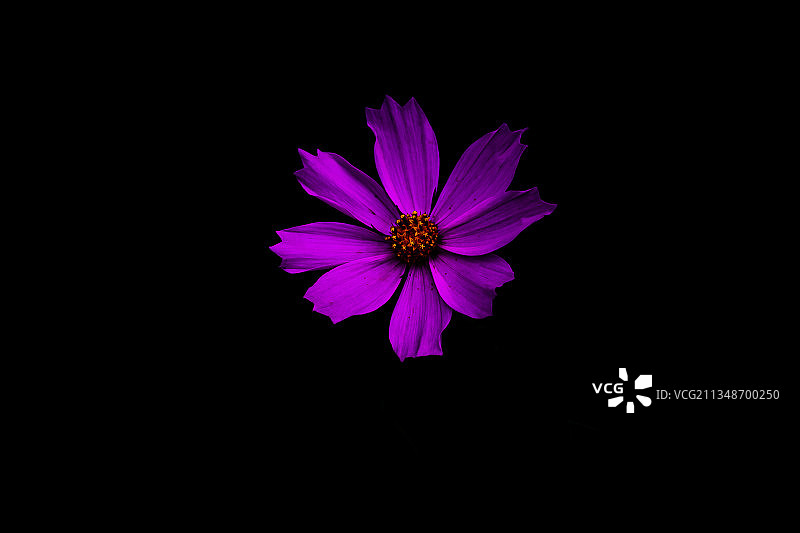 黑色背景下紫色花朵的特写图片素材