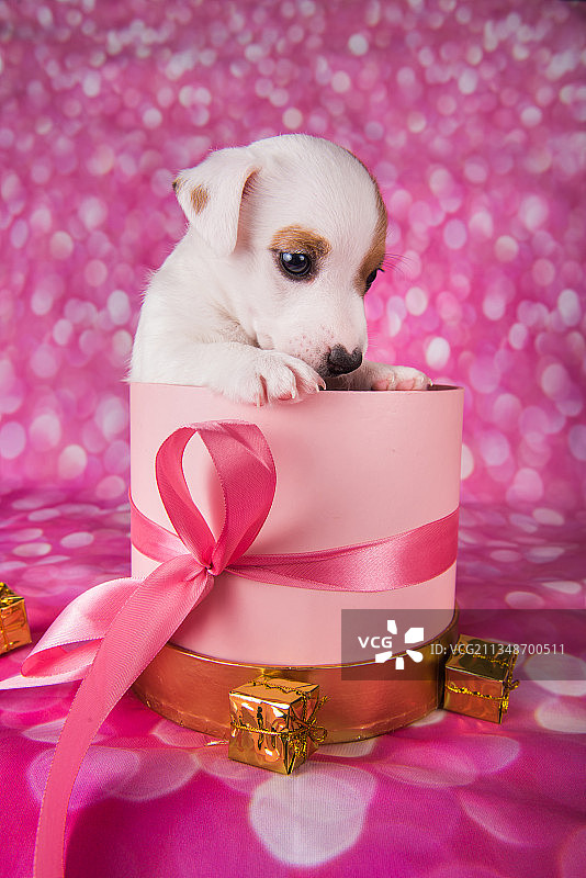 可爱的杰克罗素梗小狗在一个粉红色的礼物盒图片素材
