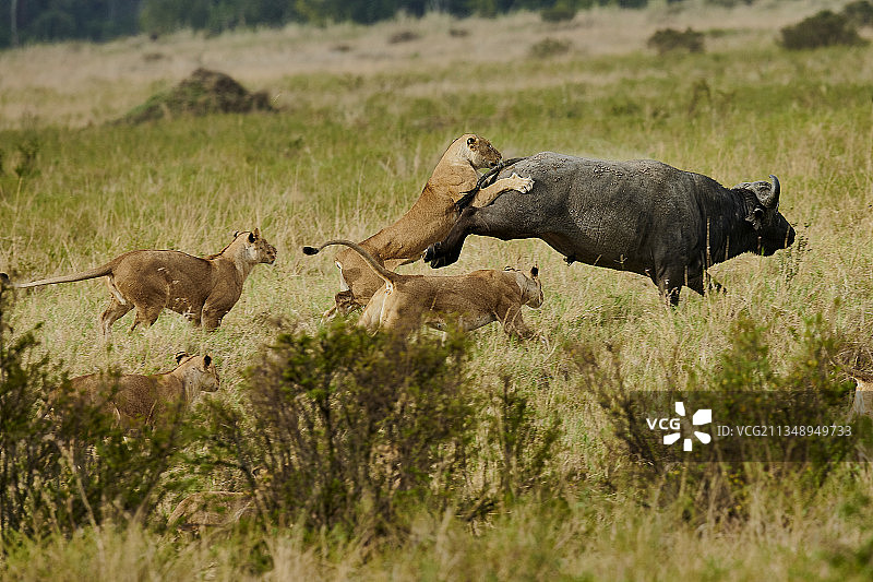 犀牛站在野外的侧面图片素材