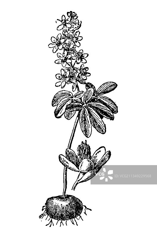 leontice flower的老式雕刻图片素材