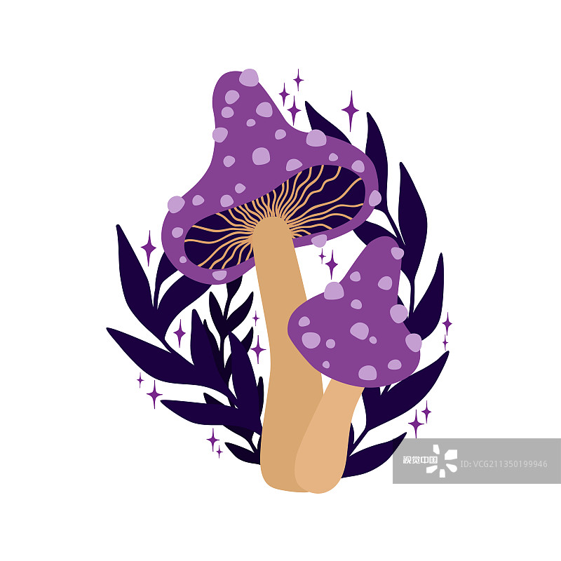 紫色蘑菇图片素材