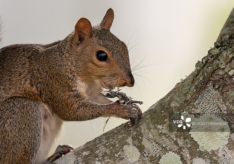 美国佛罗里达州，灰松鼠在树上吃食物的特写镜头图片素材